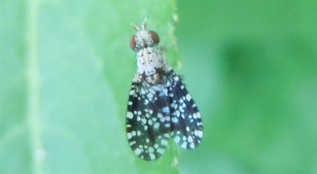 Trypetoptera punctulata